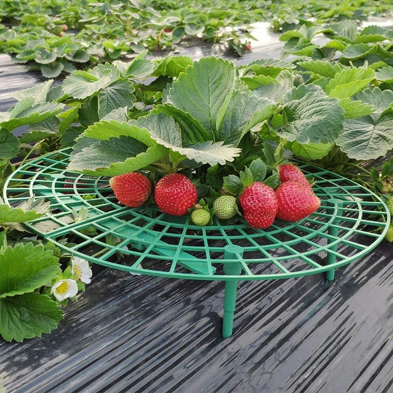 Strawberry Vine Rack 5 Pieces Gardening Tool for Healthy Plants