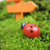 100 Pcs Realistic Resin Ladybugs Miniature Garden Ornaments