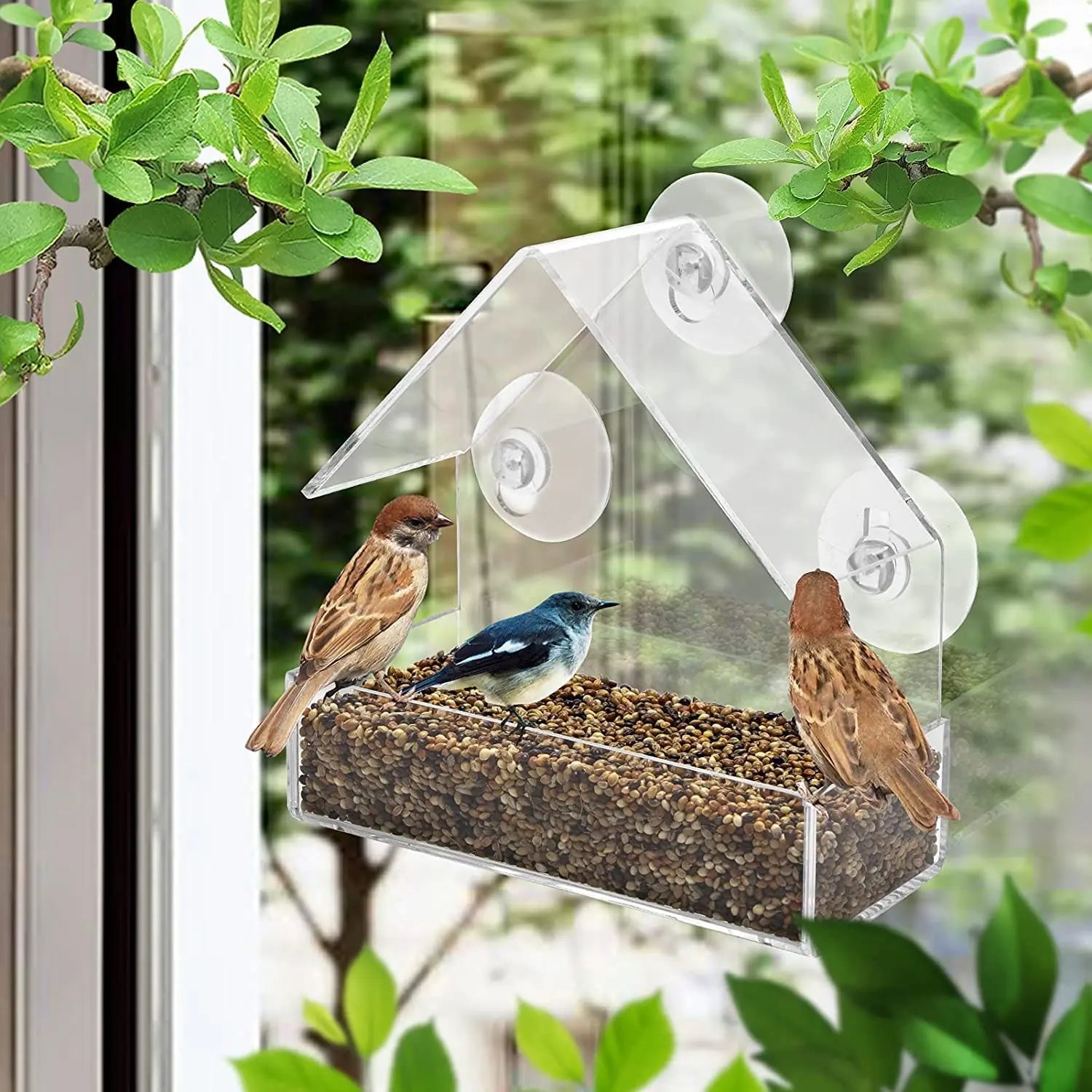 Bird Feeder House Transparent Wild Table Removable Suction Cups