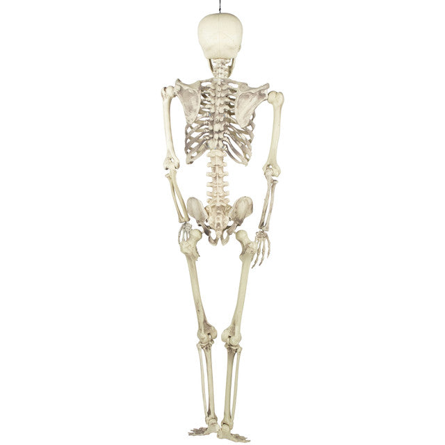 Halloween Decoration 5' Life Size Skeleton Hanging