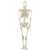 Halloween Decoration 5' Life Size Skeleton Hanging