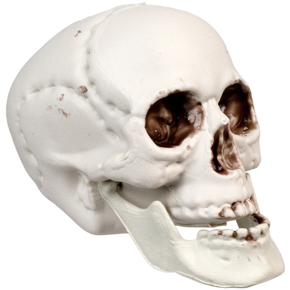 3.5&quot; Skeleton Skull Halloween Decorations 6-Pack