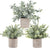 3 Pack Mini Potted Fake Plants Artificial Plastic Eucalyptus Plants